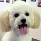 Pink Pucci Grooming and Spa